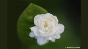 Robert Wojtowicz Images