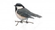Chickadee Web Design